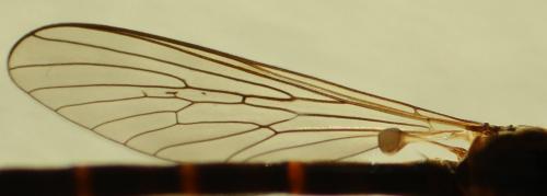 Leptogaster guttiventris